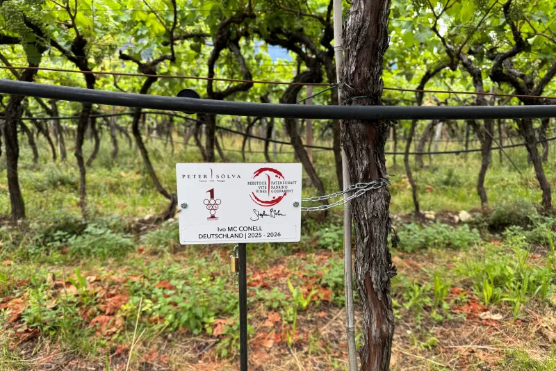 Ivan Mc Conell Rebstockpate 2025 7 2026