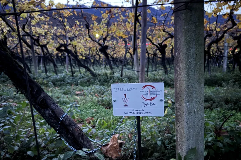 Urs Accola Schweiz 2025 -2026