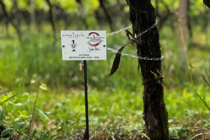Joris Maier Rebstockpate 2025- 2026