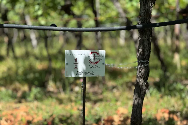 Nicole Mangarella Italia Rebstockpatin 2025 / 2026