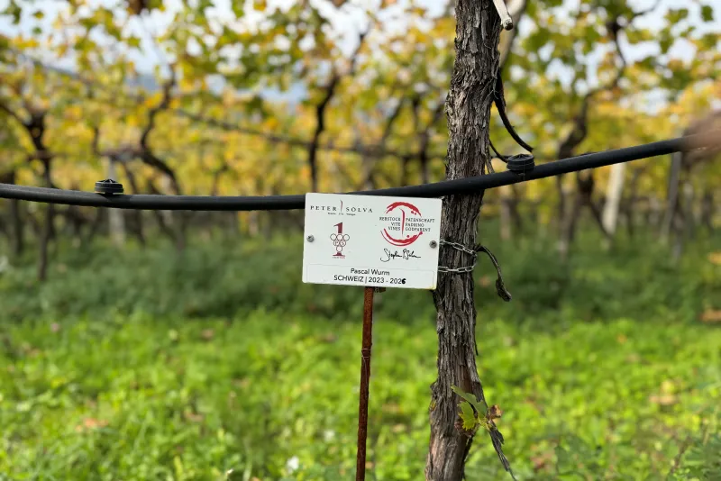 Pascal Wurm Schweiz Verlängerung 2023 - 2026