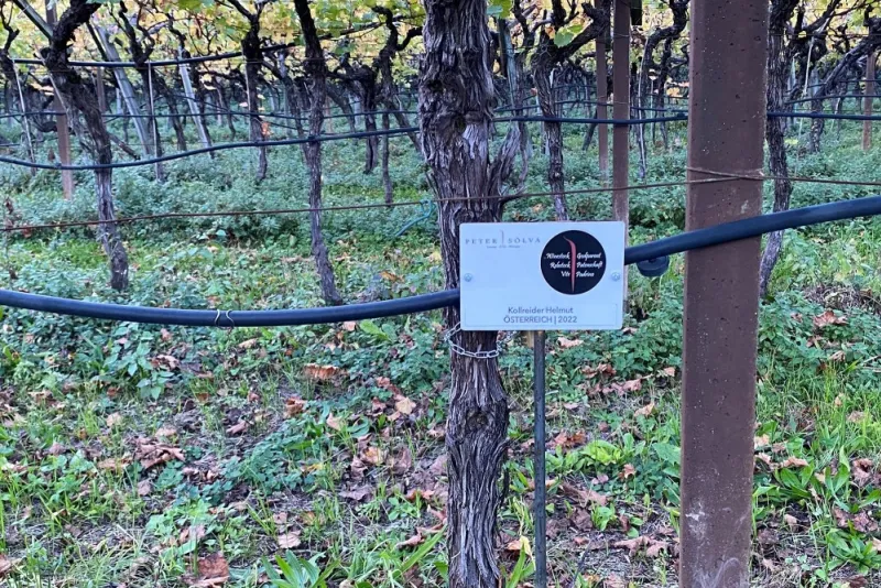 Helmut Kollreider 2022