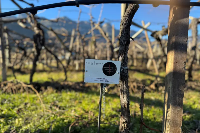 Timothy Chen Rebstockpate 2025 - 2026