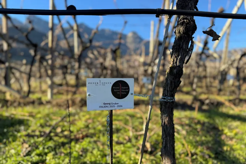 Georg Gruber Rebstockpate 2025 -2026