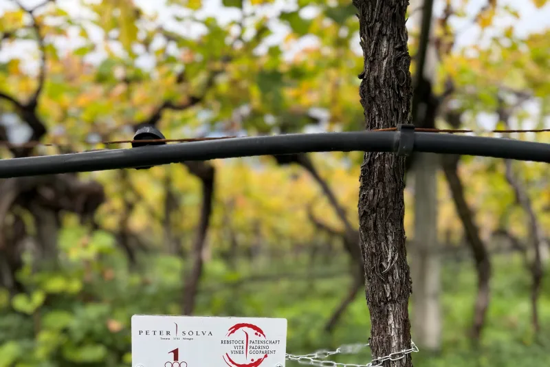 Joshua Böhrer Schweiz 2025 - 2026