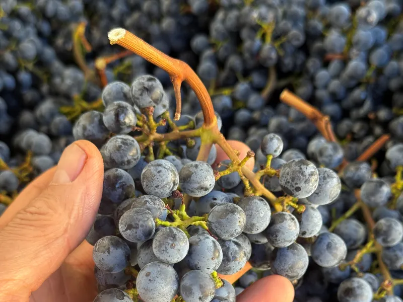Appunti Live sulla vendemmia 2026!