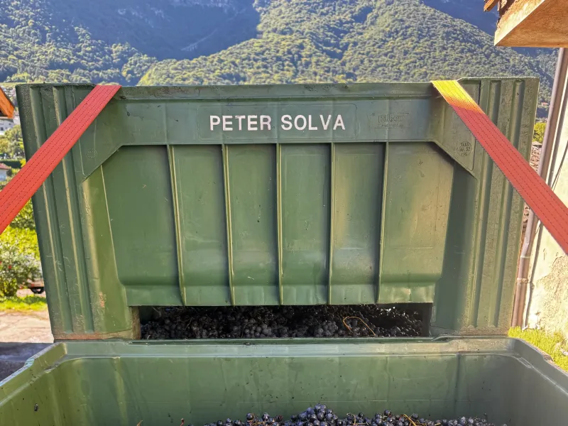 Appunti Live sulla vendemmia 2026!